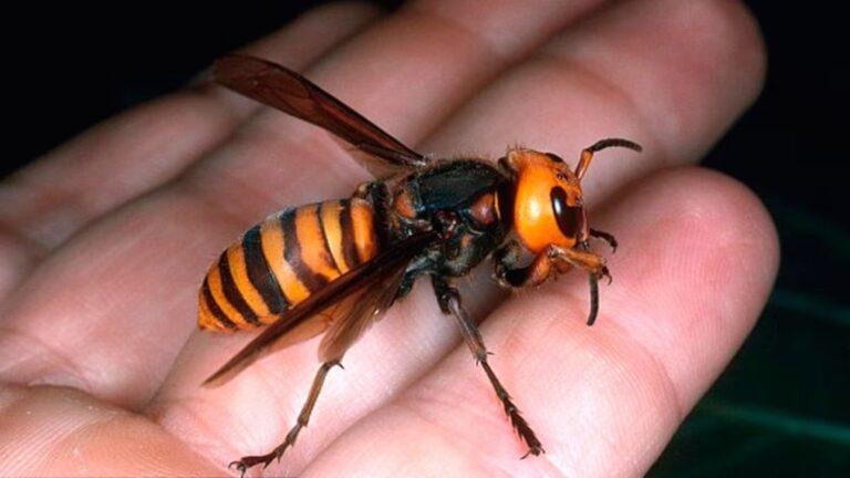 Avispa asiática