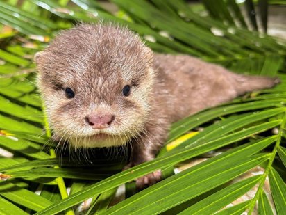 Nacimiento de nutrias asiáticas en el Loro Parque