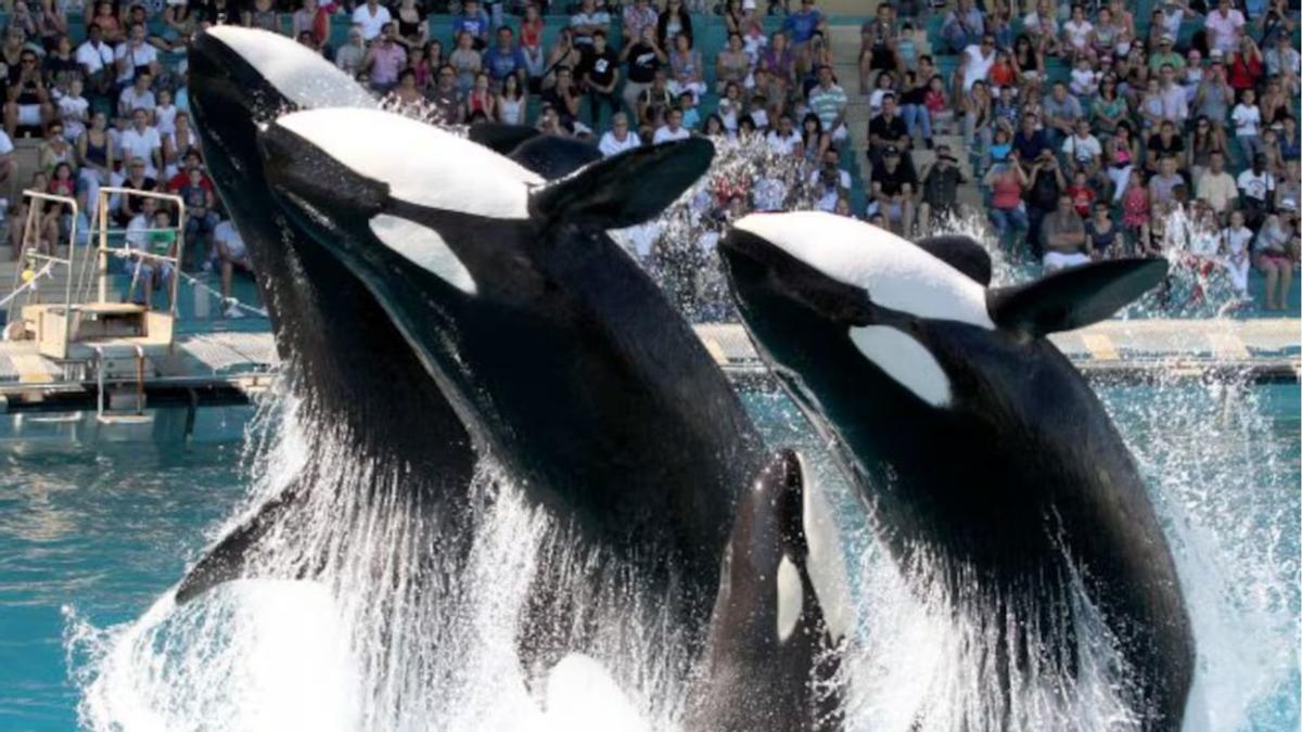 orcas-show-Loro-Parque