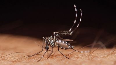 Mosquito fiebre del nilo en caballos en Canarias