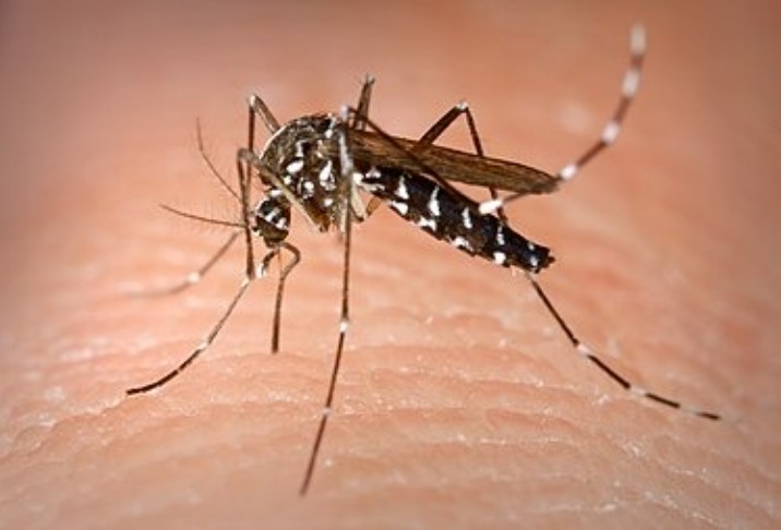 mosquito tigre la gomera